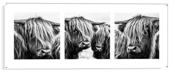 Highland Cows Triptych Acrylic by John Frid