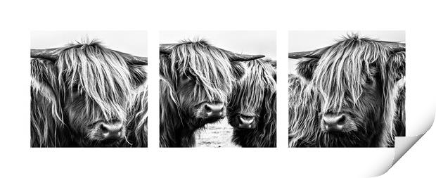 Highland Cows Triptych Print by John Frid
