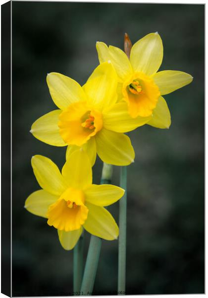 Miniature spring daffodils Canvas Print by Jeremy Sage