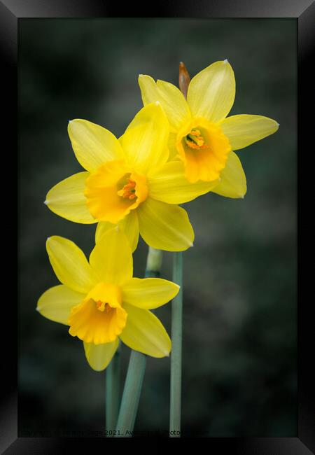 Miniature spring daffodils Framed Print by Jeremy Sage