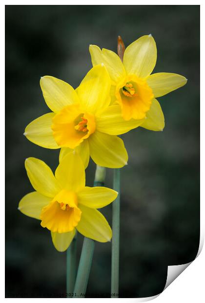 Miniature spring daffodils Print by Jeremy Sage