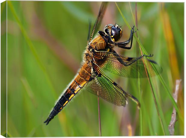 Four-Spotted Chaser Canvas Print by Keith Thorburn EFIAP/b