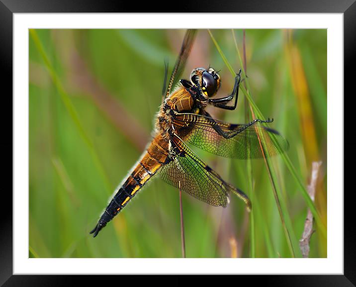 Four-Spotted Chaser Framed Mounted Print by Keith Thorburn EFIAP/b