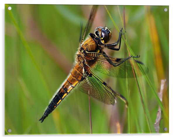 Four-Spotted Chaser Acrylic by Keith Thorburn EFIAP/b