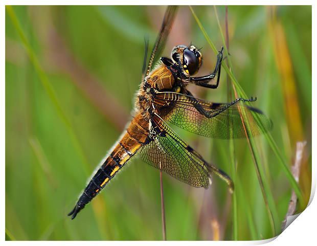 Four-Spotted Chaser Print by Keith Thorburn EFIAP/b