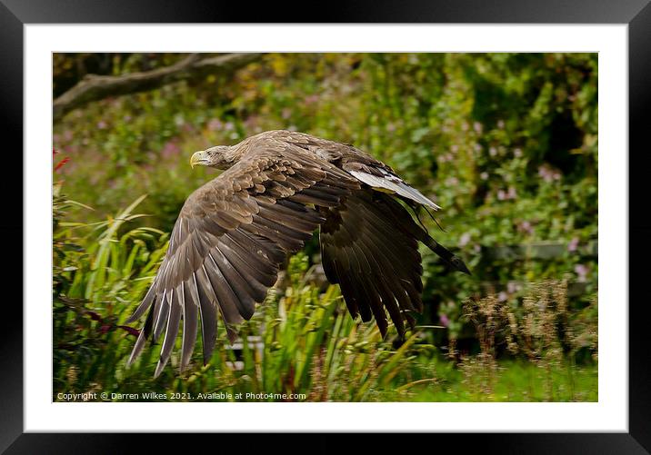 White Tailed Eagle  Framed Mounted Print by Darren Wilkes