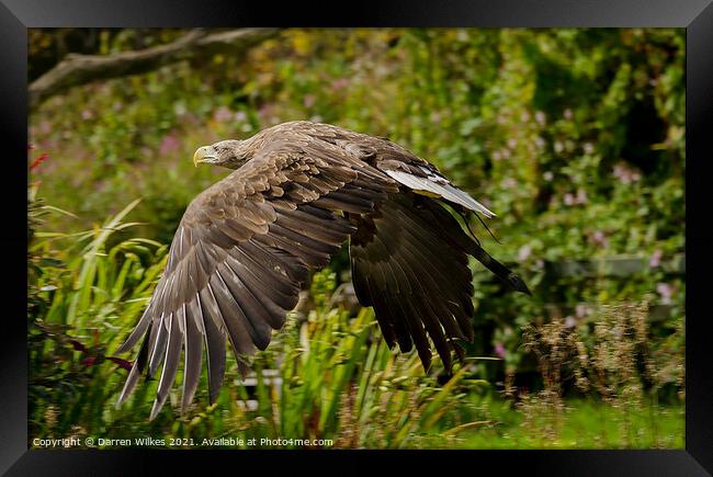 White Tailed Eagle  Framed Print by Darren Wilkes