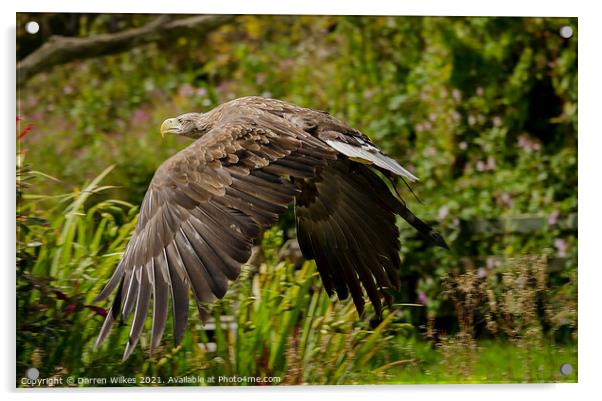 White Tailed Eagle  Acrylic by Darren Wilkes