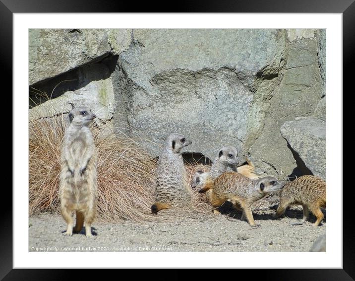Animals-Meerkat Framed Mounted Print by raymond findlay