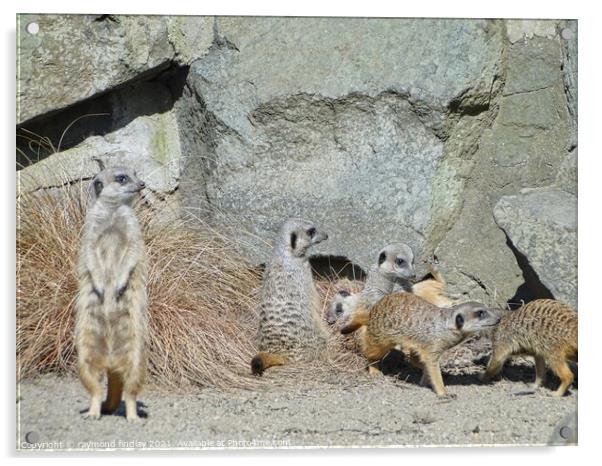 Animals-Meerkat Acrylic by raymond findlay