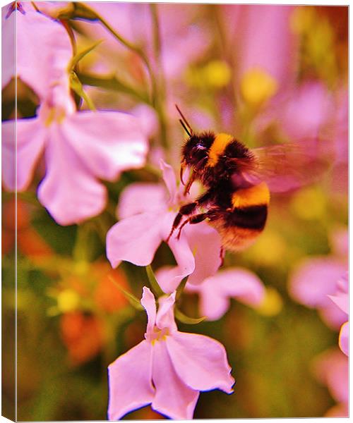 Bumble Bee Canvas Print by Sean Wareing