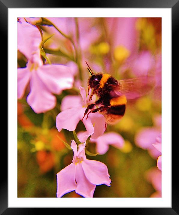 Bumble Bee Framed Mounted Print by Sean Wareing