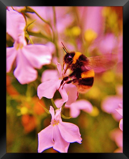 Bumble Bee Framed Print by Sean Wareing