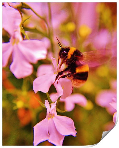 Bumble Bee Print by Sean Wareing