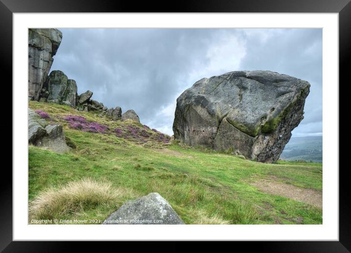 The Cow and Calf Ilkley Moor The calf close up. Framed Mounted Print by Diana Mower