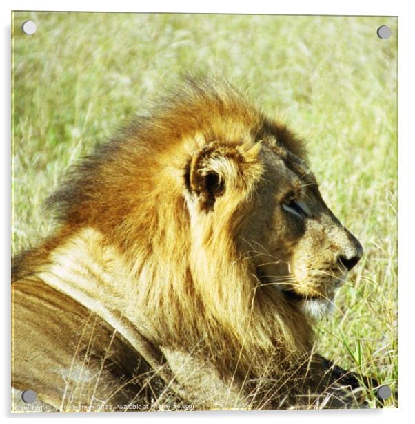 A male lion basking in the sun Acrylic by Nathalie Hales