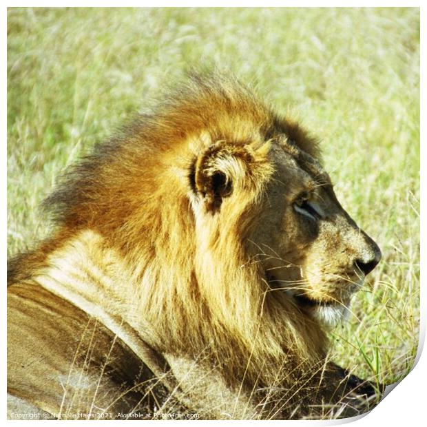 A male lion basking in the sun Print by Nathalie Hales
