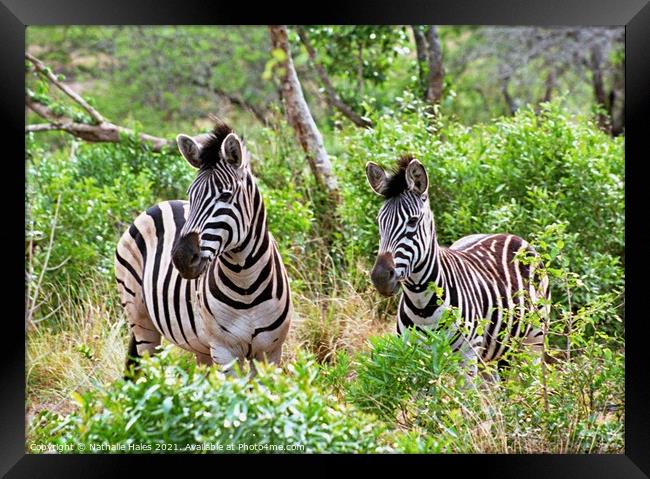 Zebras in the Bush Framed Print by Nathalie Hales