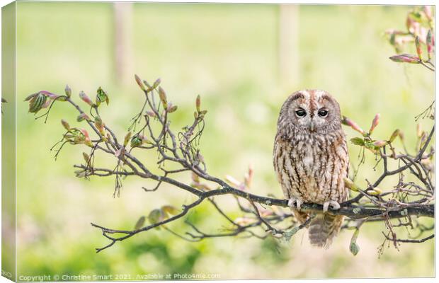 Tawny Owl on a Branch Canvas Print by Christine Smart