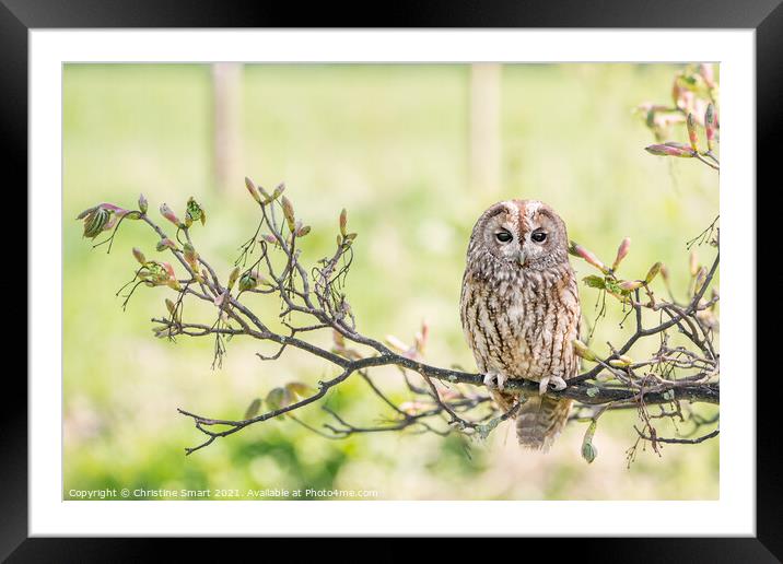 Tawny Owl on a Branch Framed Mounted Print by Christine Smart