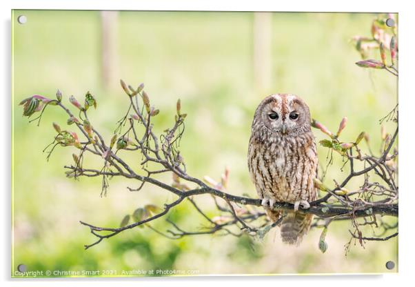 Tawny Owl on a Branch Acrylic by Christine Smart