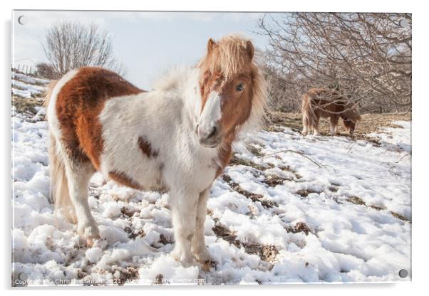 Carneddau Ponies in the Snow Acrylic by Christine Smart