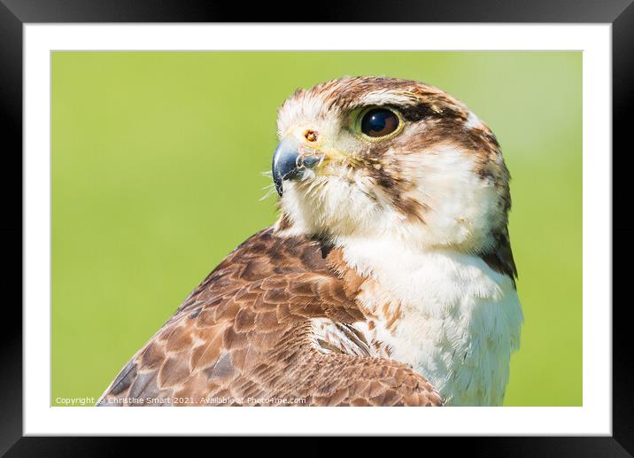 Portrait of a Hawk Framed Mounted Print by Christine Smart