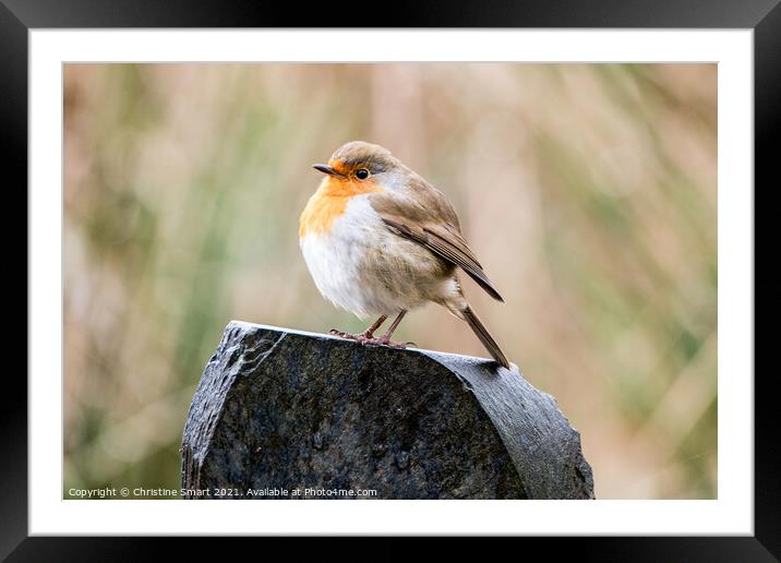 Fluffy Robin Redbreast - Bird - British Bird - UK  Framed Mounted Print by Christine Smart