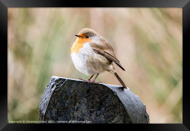 Fluffy Robin Redbreast - Bird - British Bird - UK  Framed Print by Christine Smart