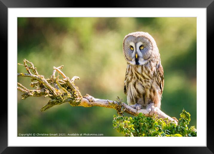 Great Grey Owl Framed Mounted Print by Christine Smart