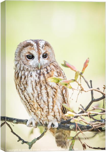 Tawny Owl in a tree Canvas Print by Christine Smart