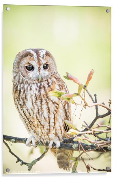 Tawny Owl in a tree Acrylic by Christine Smart