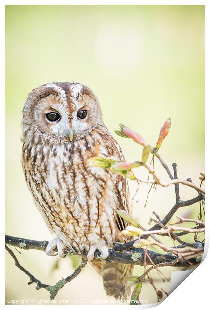 Tawny Owl in a tree Print by Christine Smart