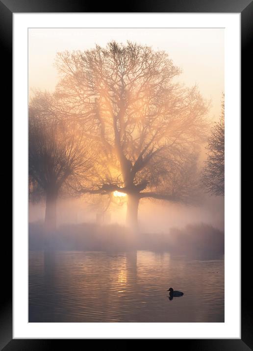 Coot in the morning mist Framed Mounted Print by Kevin White