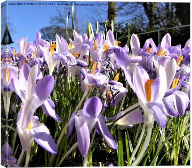Blooming Crocuses in Blue Sky Canvas Print by Mark Chesters