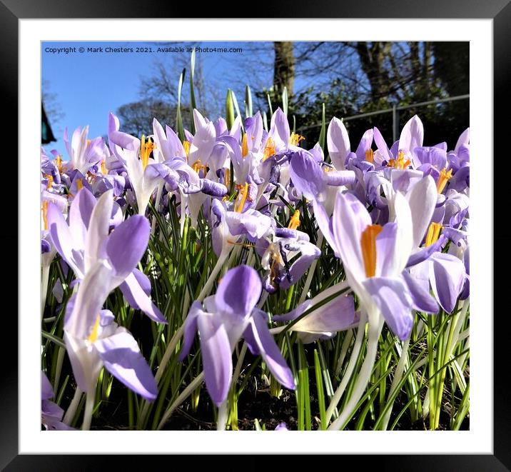 Blooming Crocuses in Blue Sky Framed Mounted Print by Mark Chesters
