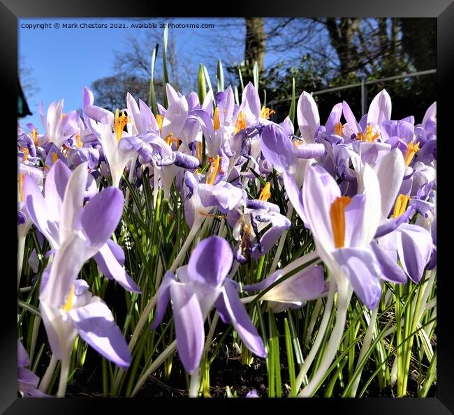 Blooming Crocuses in Blue Sky Framed Print by Mark Chesters