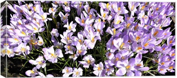 Majestic Purple Spring Flowers Canvas Print by Mark Chesters