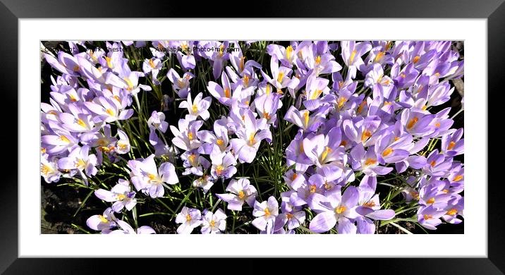Majestic Purple Spring Flowers Framed Mounted Print by Mark Chesters