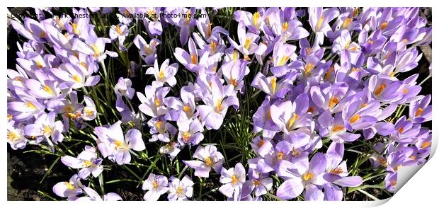 Majestic Purple Spring Flowers Print by Mark Chesters