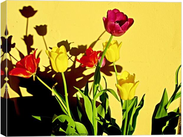 Tulip Shadows Canvas Print by Stephanie Moore
