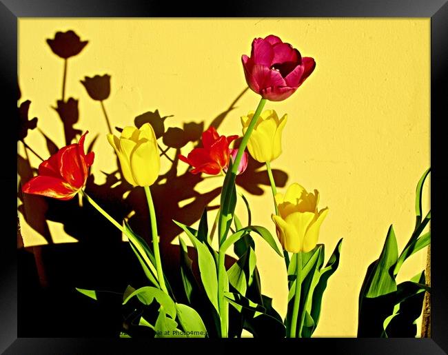 Tulip Shadows Framed Print by Stephanie Moore