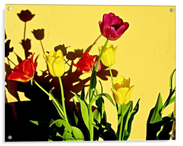 Tulip Shadows Acrylic by Stephanie Moore
