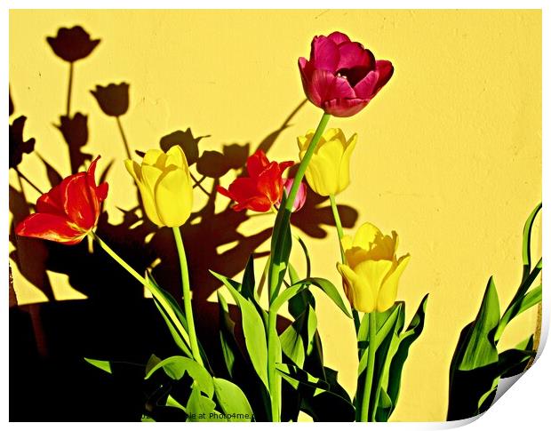 Tulip Shadows Print by Stephanie Moore