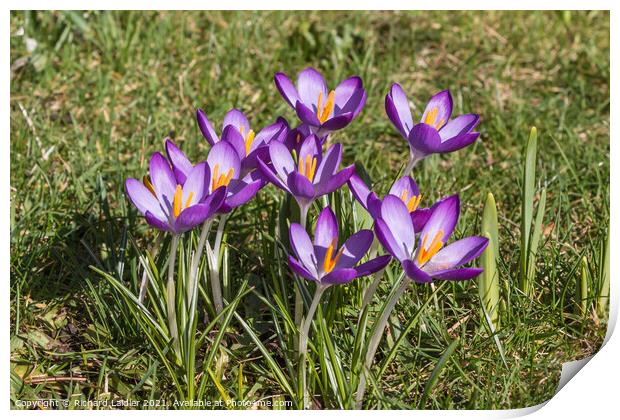 Spring Cheer - Flowering Purple Crocus  Print by Richard Laidler