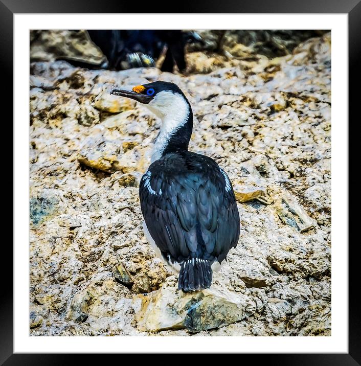 Blue Eye Anarctic Shag Paradise Bay Skintorp Cove Antarctica Framed Mounted Print by William Perry