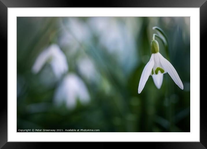 English English Churchyard Snowdrops Framed Mounted Print by Peter Greenway