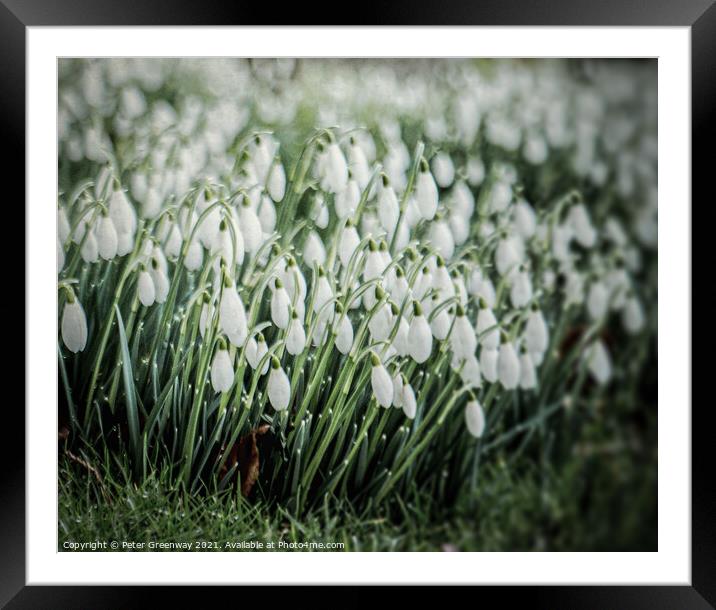 Early Snowdrops In Welford Churchyard Framed Mounted Print by Peter Greenway