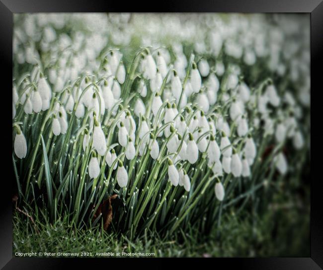 Early Snowdrops In Welford Churchyard Framed Print by Peter Greenway