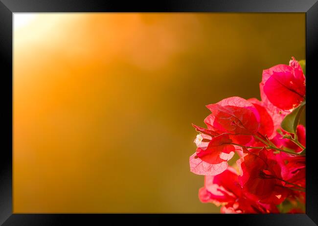 Bougainvillea flowers backlit against setting sun Framed Print by Steve Heap